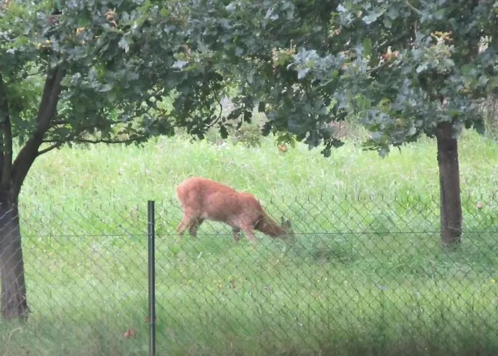 La Moselotte A Proche Et Voie Verte *