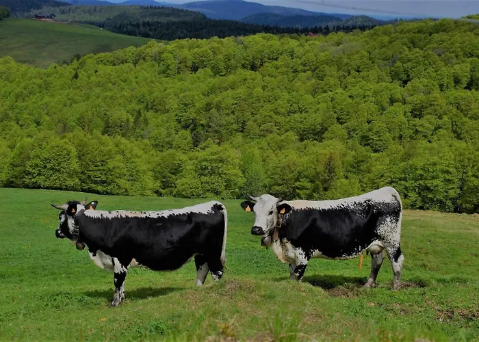 Apartment La Moselotte A Proche Et Voie Verte